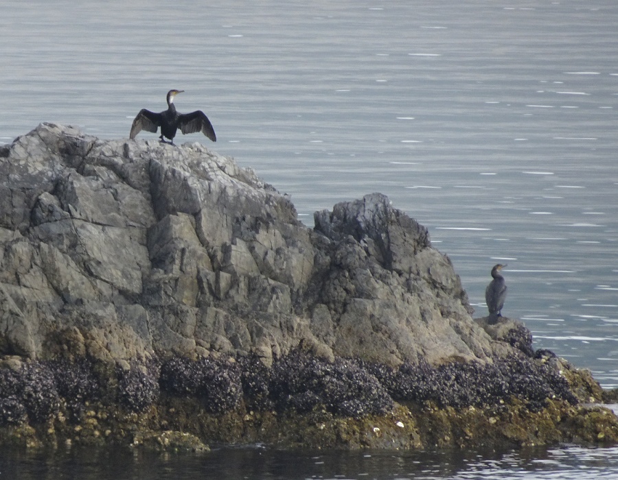 朝の根浜海岸で翼を乾かすウミウ