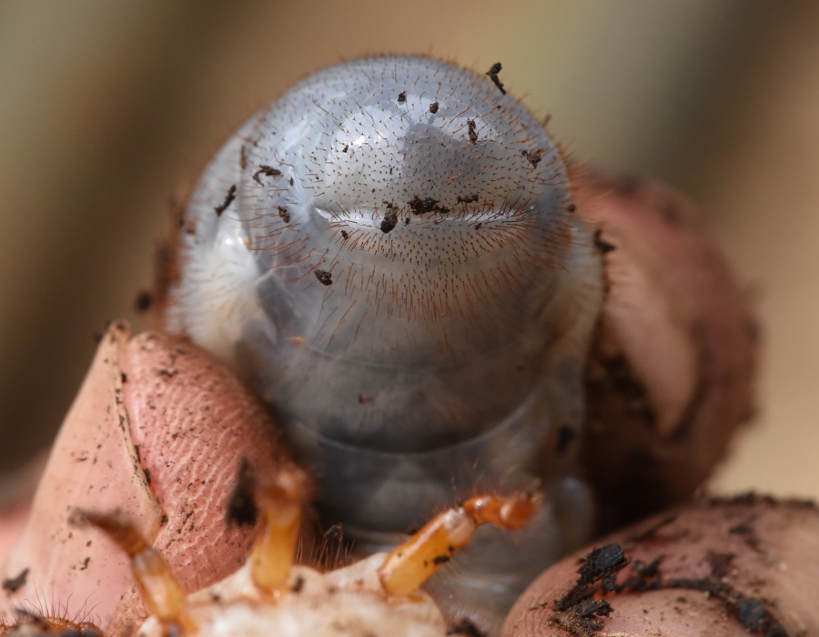 カブトムシの幼虫