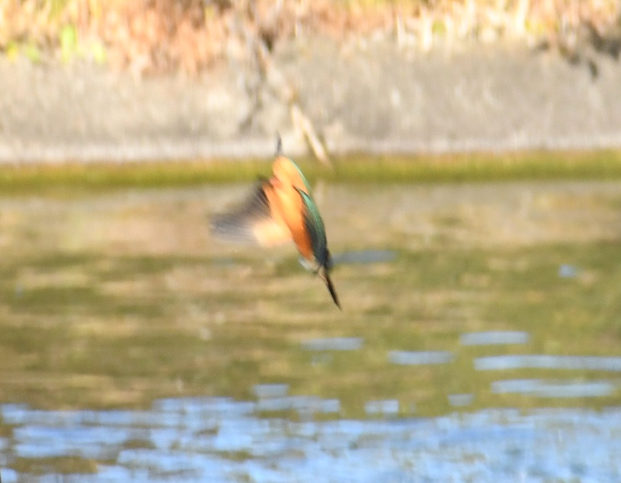 池に飛び込むカワセミ