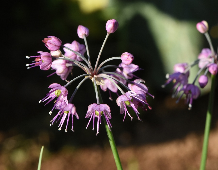島ラッキョウの花
