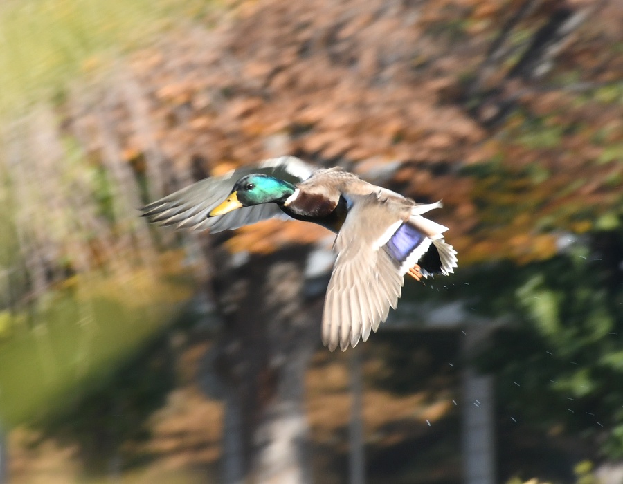 飛ぶマガモ