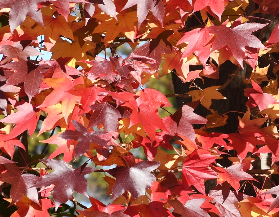 モミジバフウの紅葉