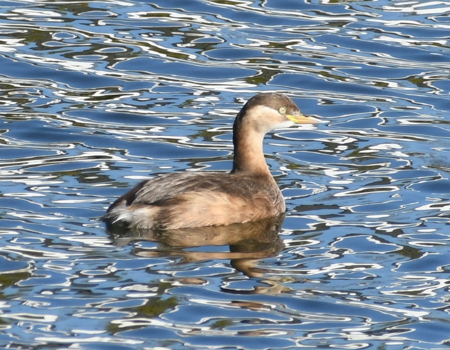 カイツブリの若鳥