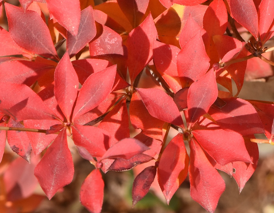 ドウダンツツジの紅葉