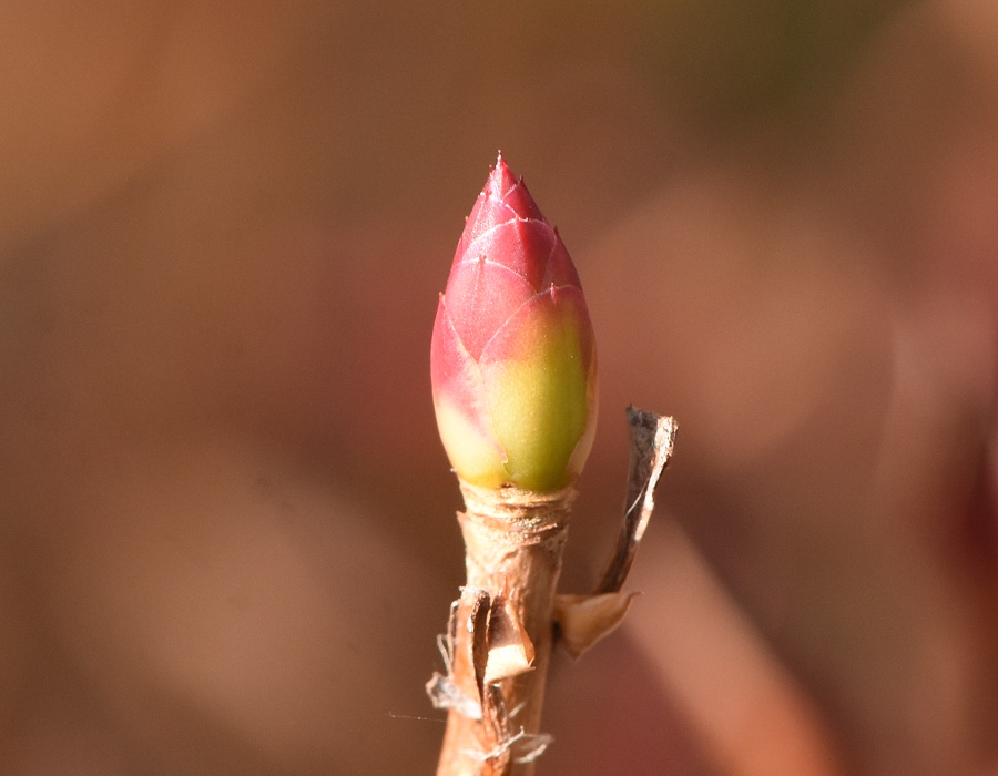 ドウダンツツジの冬芽