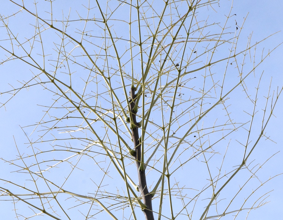 複葉の小葉が散ったセンダン