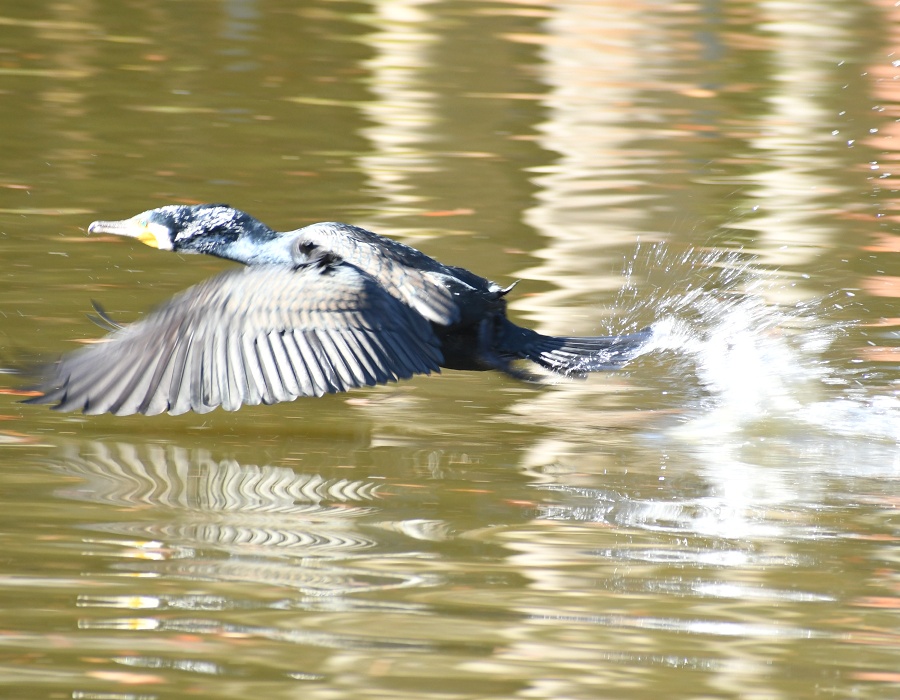 水面を蹴りながら飛び立つカワウ