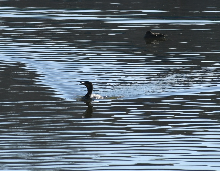 泳いでくるカワウ