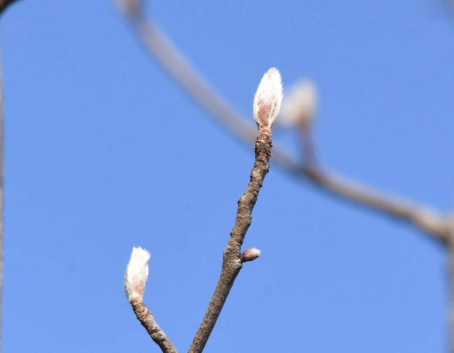 ナツツバキの冬芽