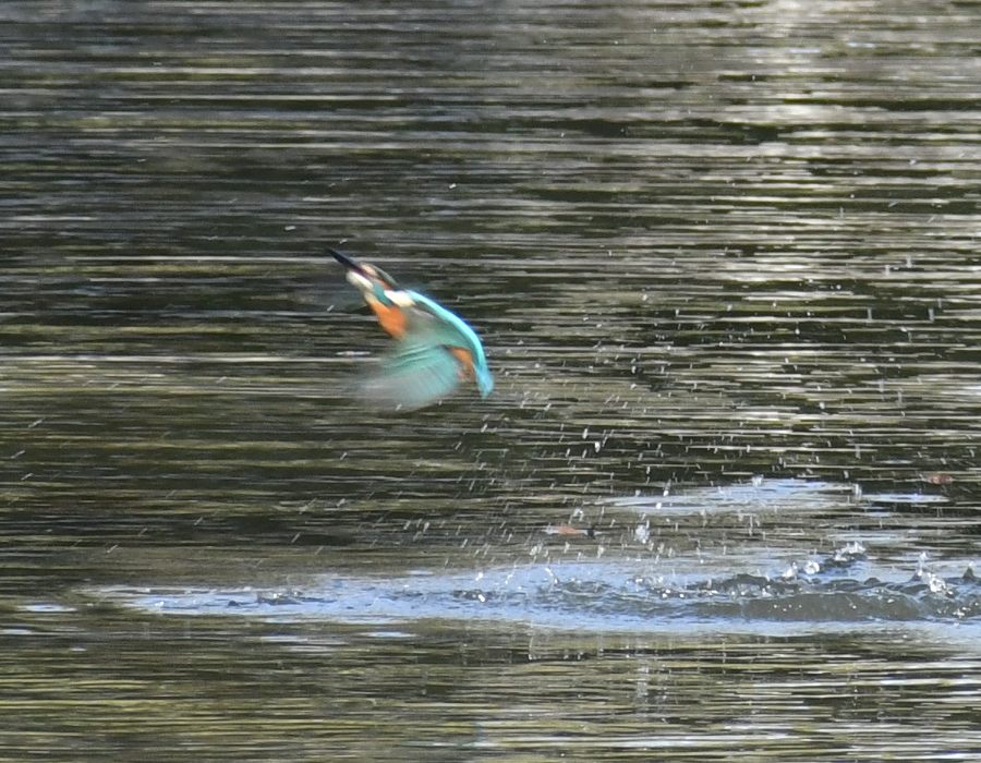 水から飛び出すカワセミ