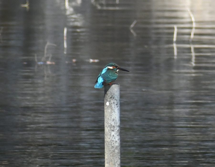 カワセミ