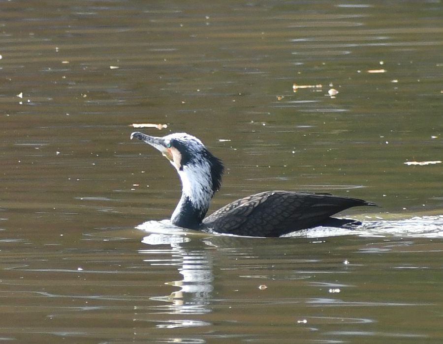 婚姻色のカワウ