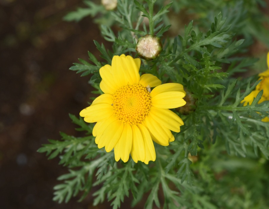 春菊の花