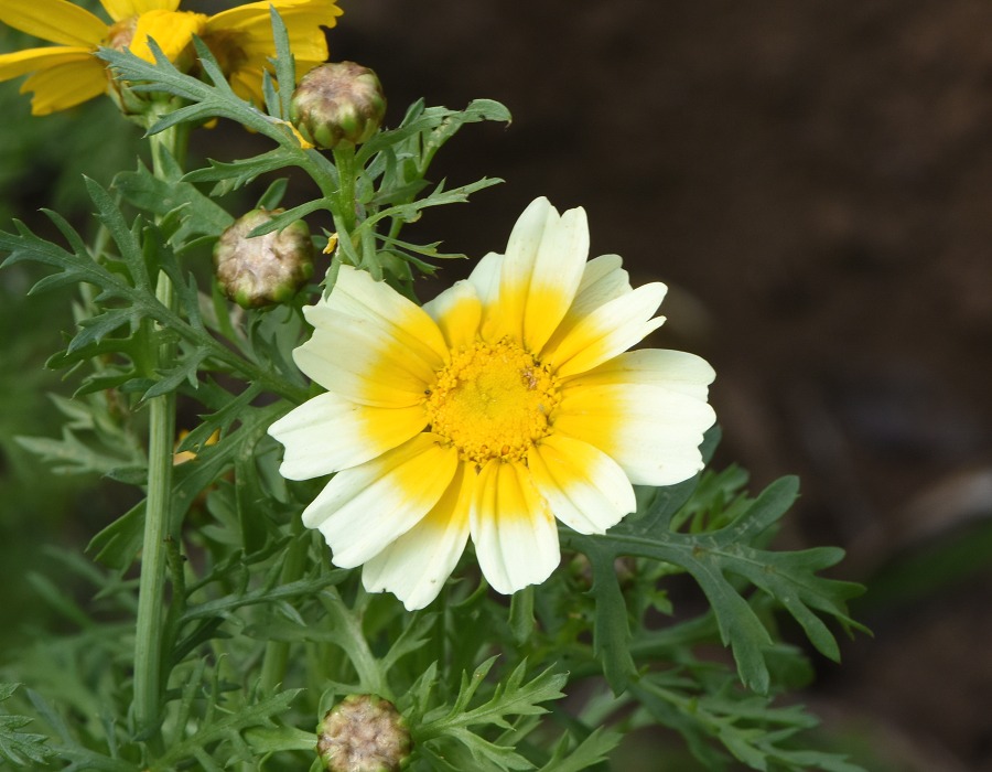 春菊の花