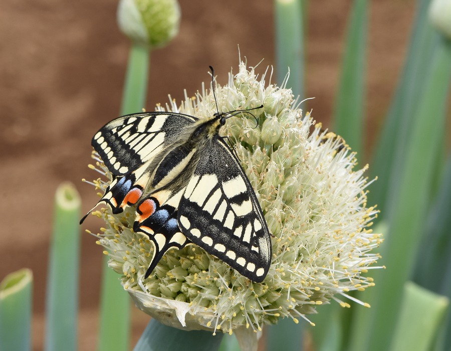 長ネギの花に来たキアゲハ