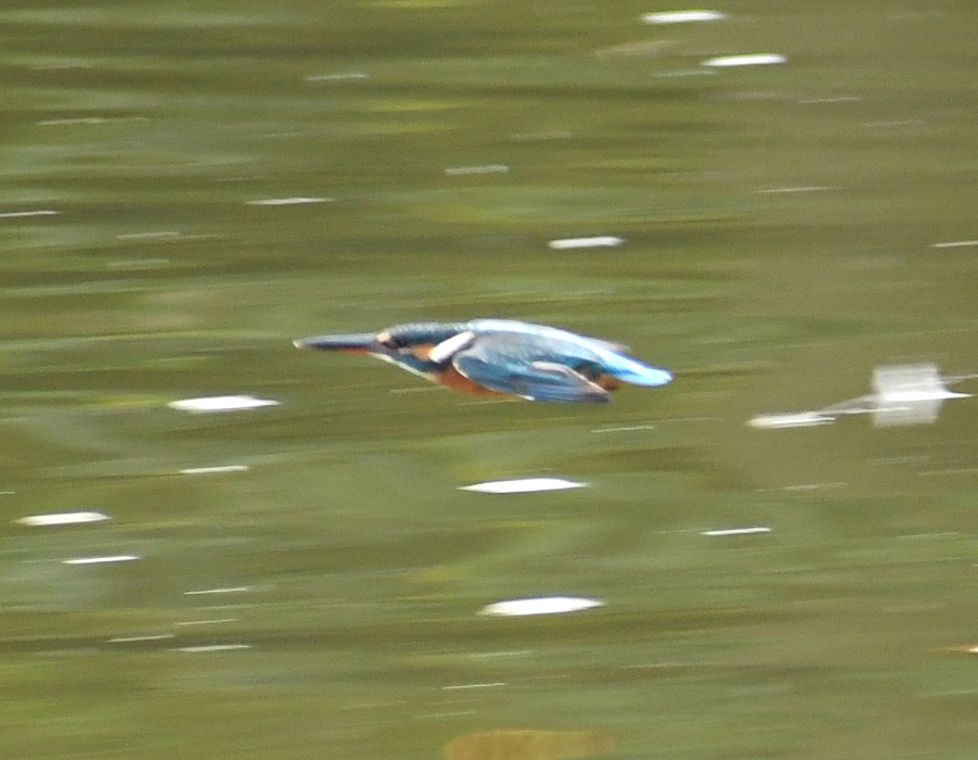 カワセミ