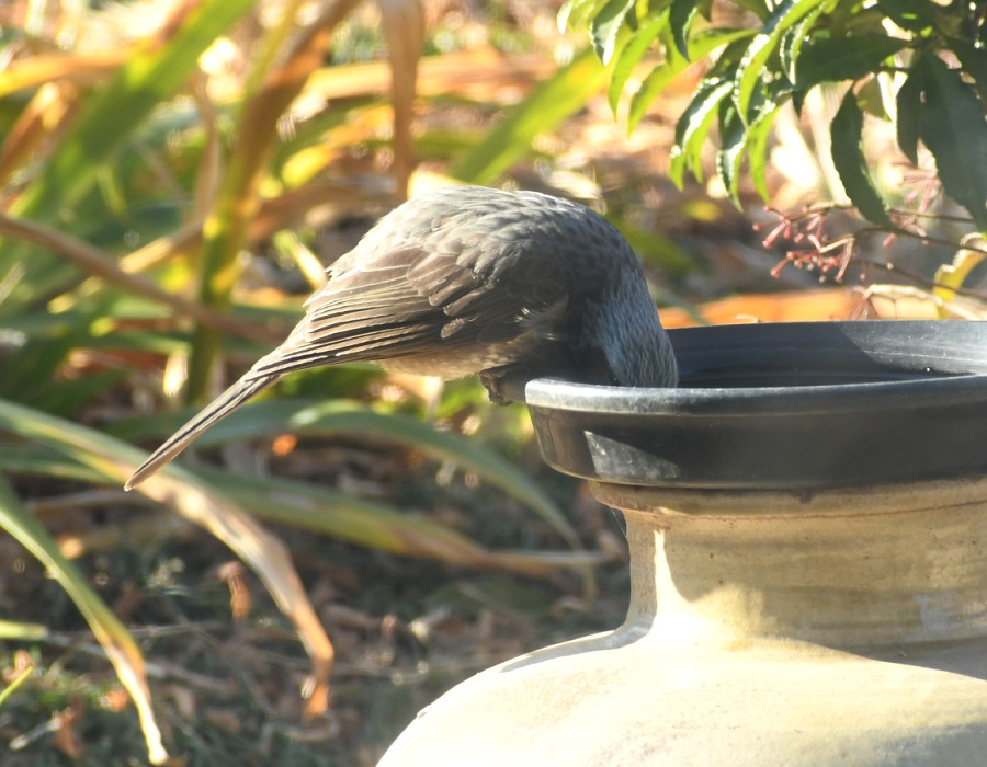 水飲み場のヒヨドリ