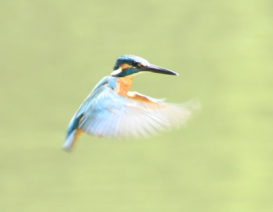 ホバリングして獲物を見定めるカワセミ