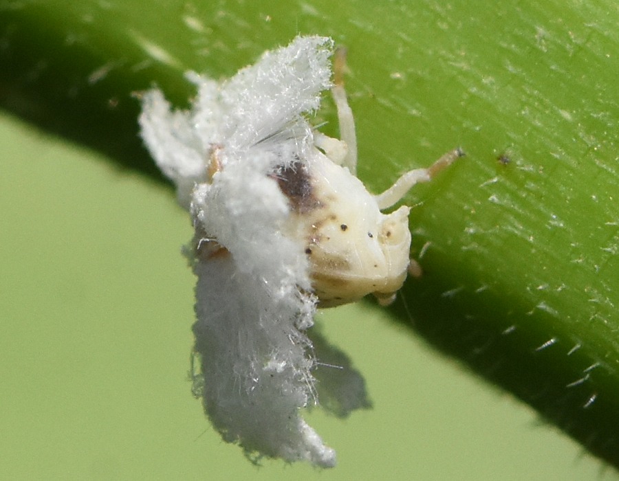 チュウゴクアミガサハゴロモの幼虫