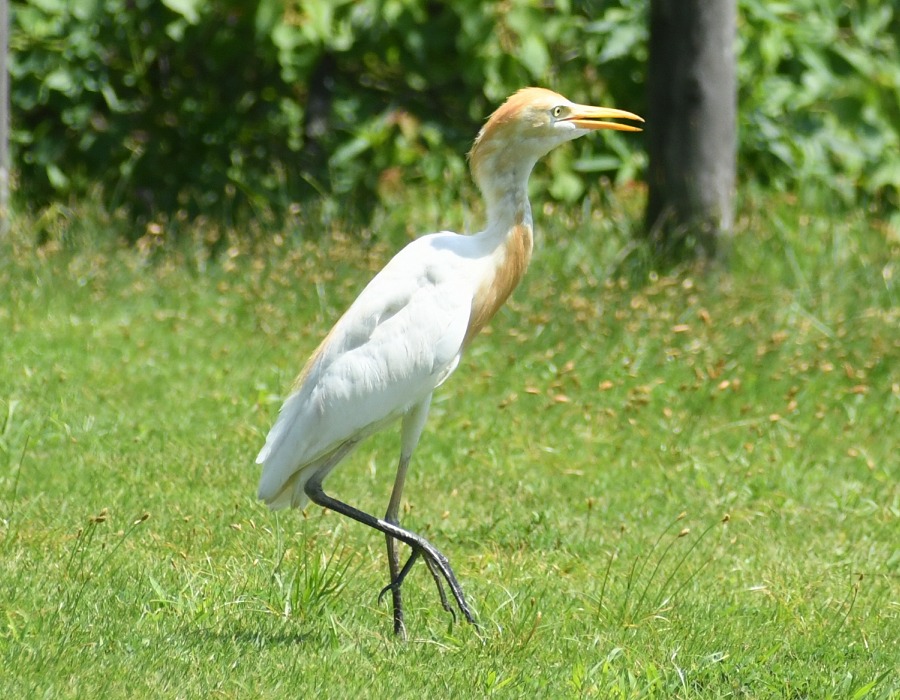アマサギ