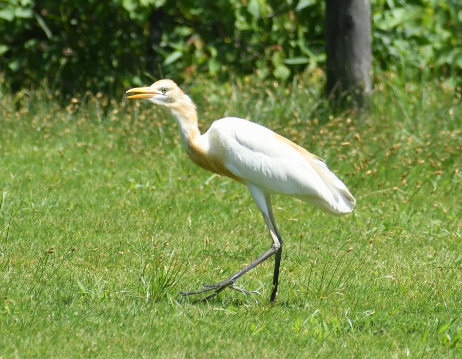 アマサギ