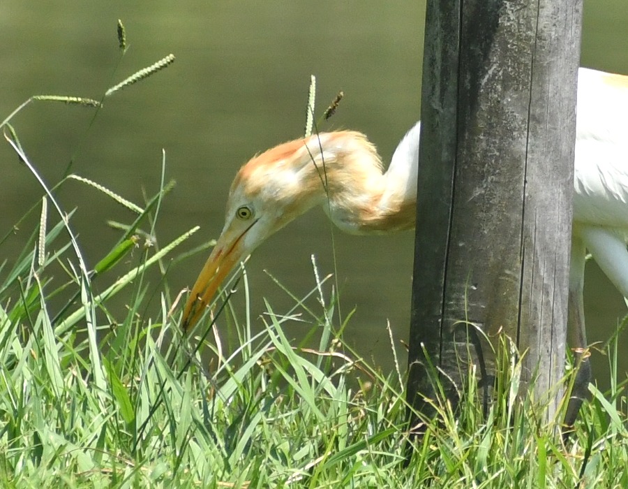 アマサギ