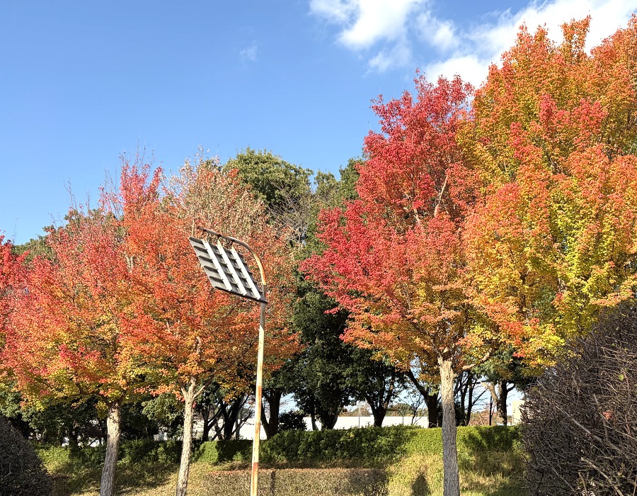 トウカエデの並木