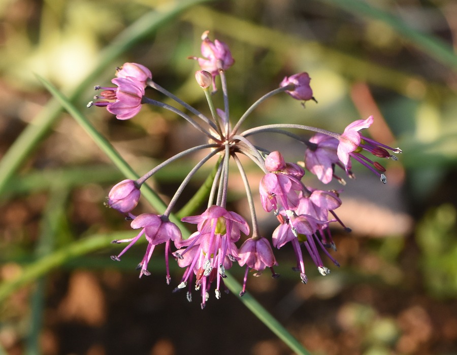 島ラッキョウの花