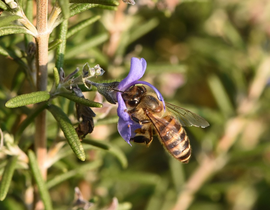 ニホンミツバチ