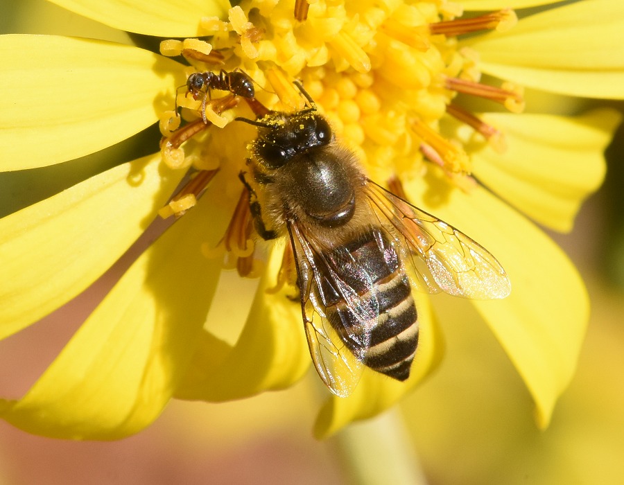 ニホンミツバチ