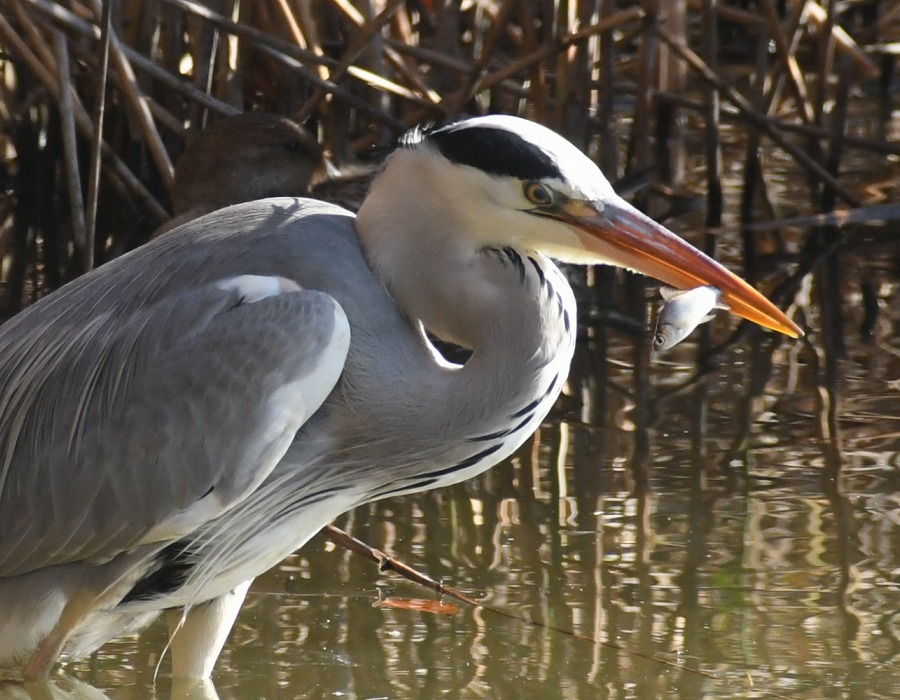 獲物をくわえたアオサギ