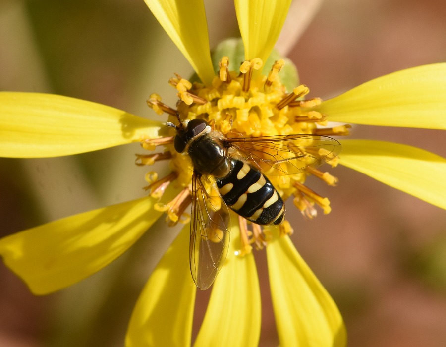 フタホシヒラタアブ
