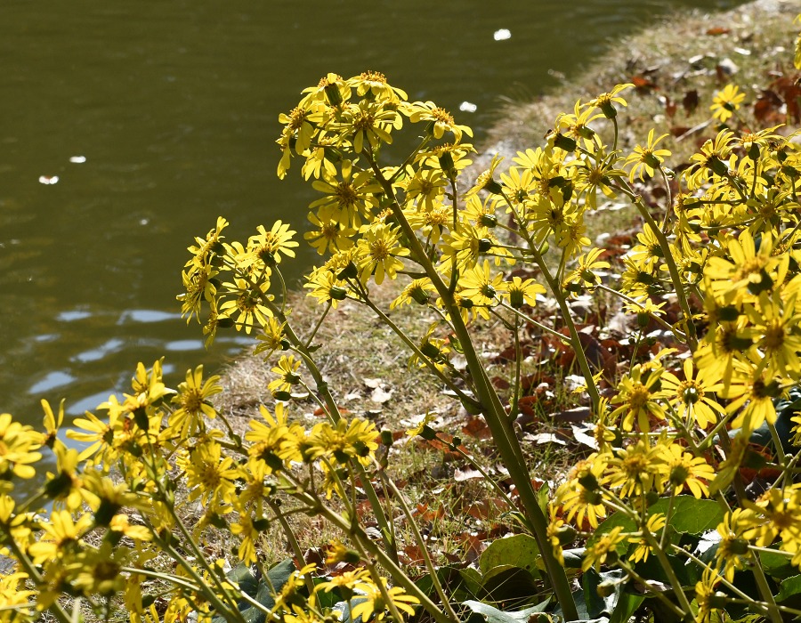 ツワブキが花盛り