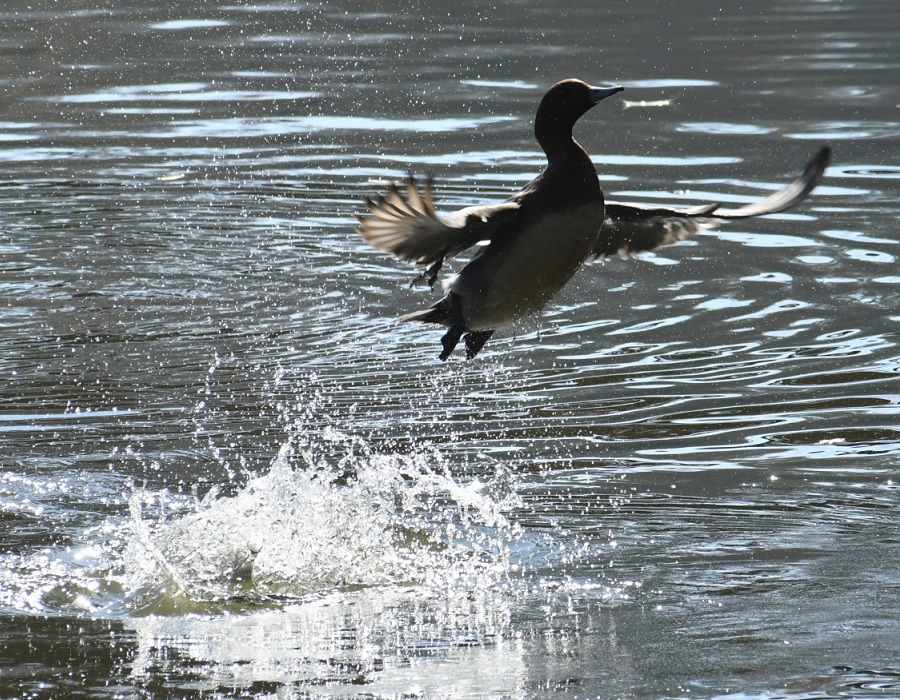 飛び上がったヒドリガモ