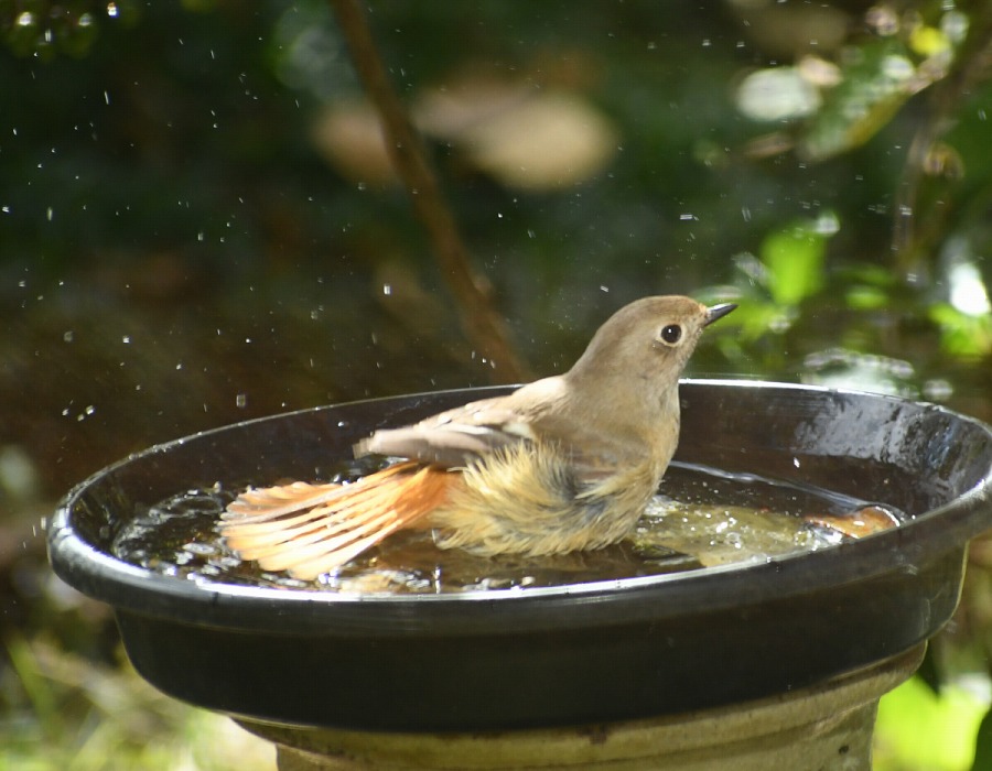 ジョウビタキ（メス）