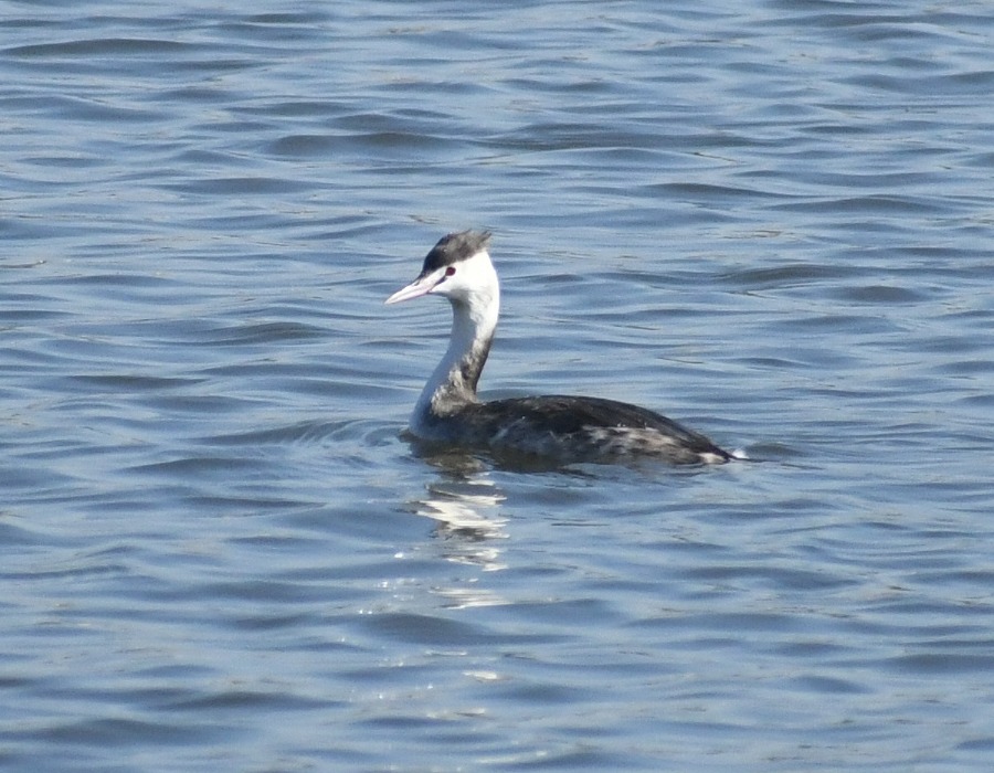 カンムリカイツブリ