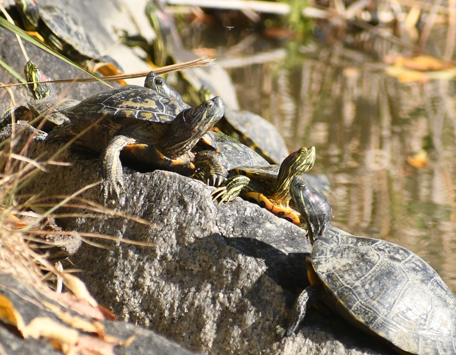 ミシシッピアカミミガメ