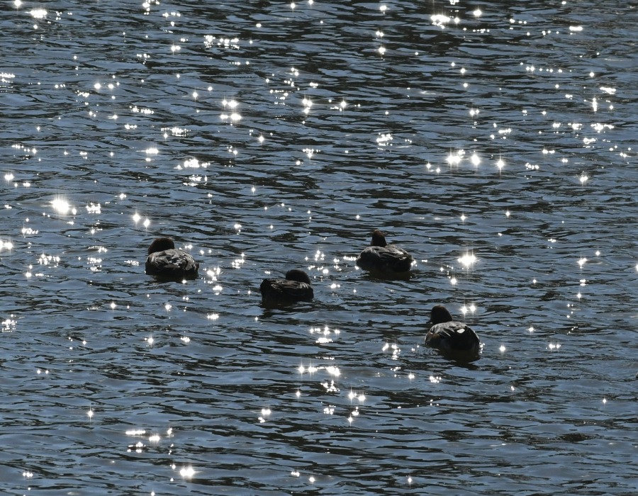 水面に浮かぶヒドリガモ