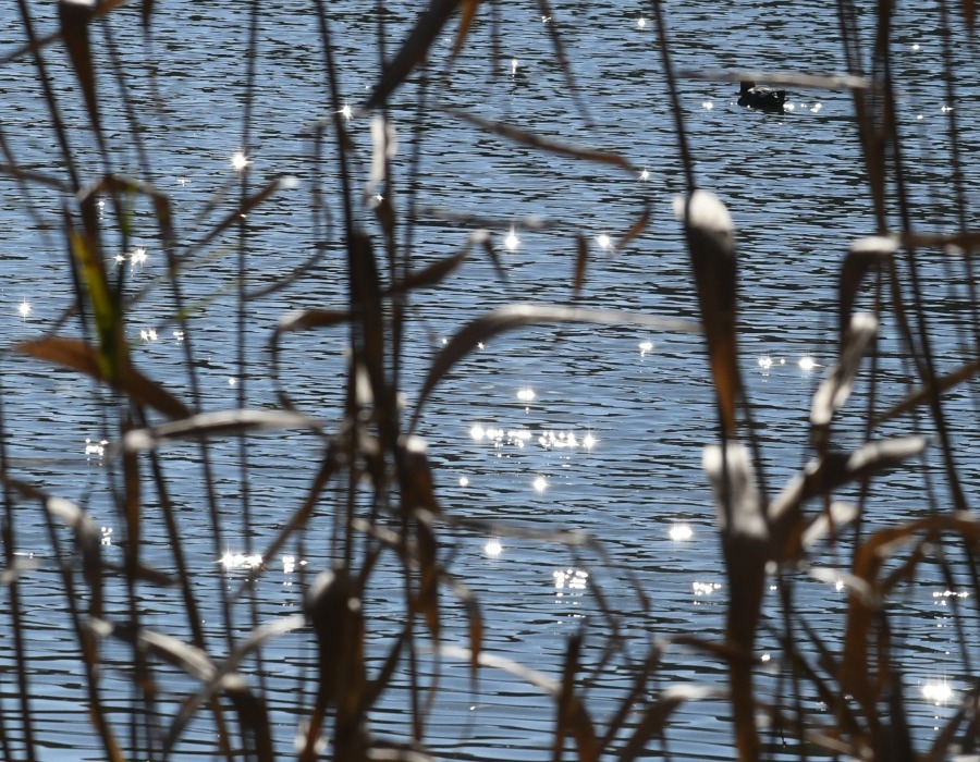 水面の輝き