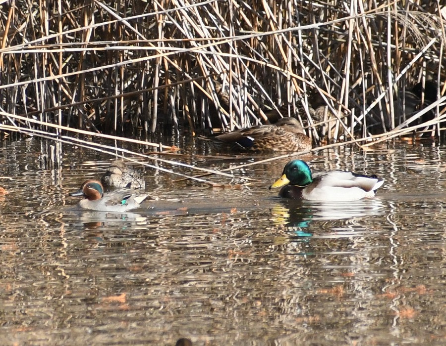 コガモ（左）とマガモ（右）