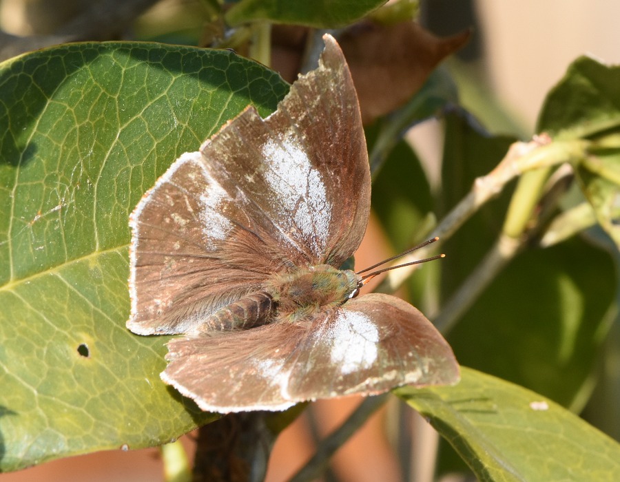 ウラギンシジミ