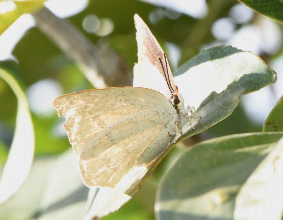 ウラギンシジミ