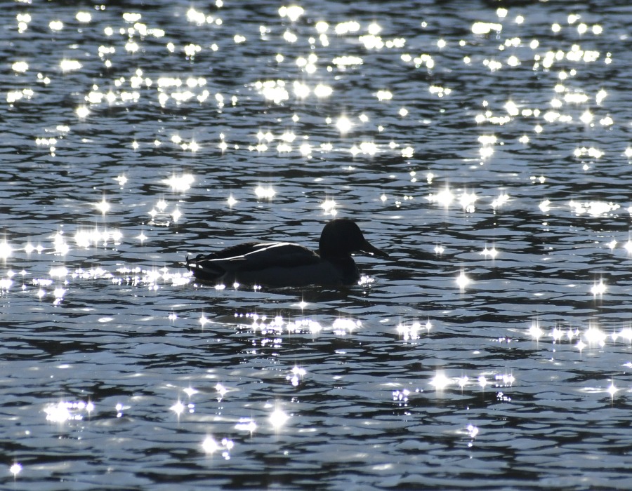カモのシルエット