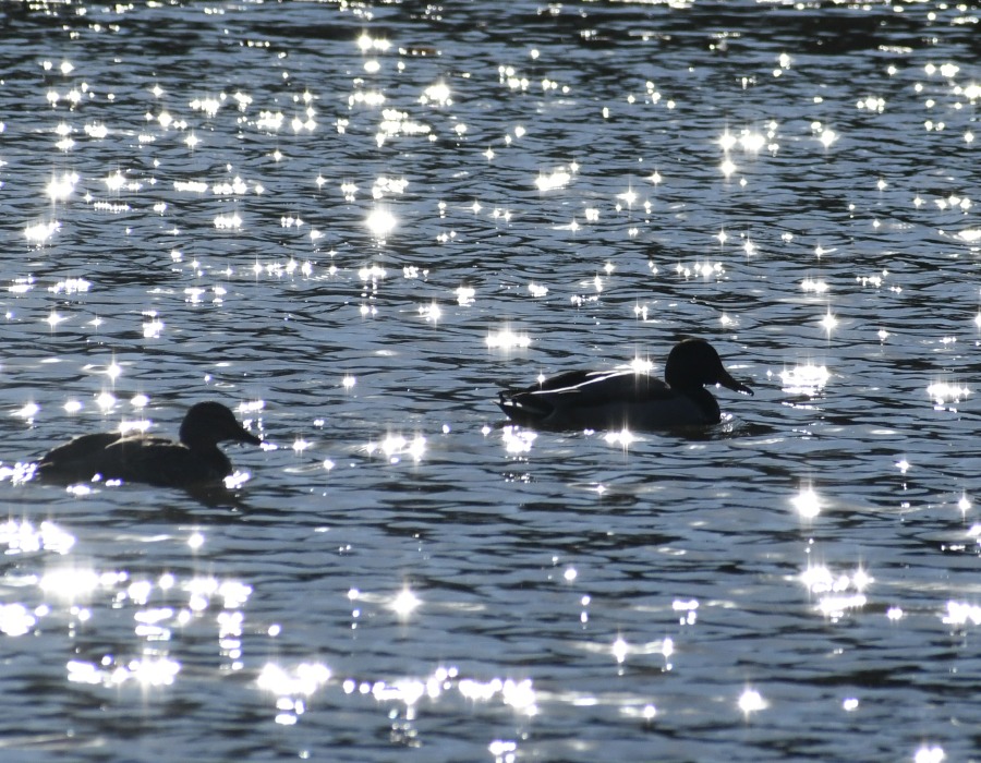 カモのシルエット