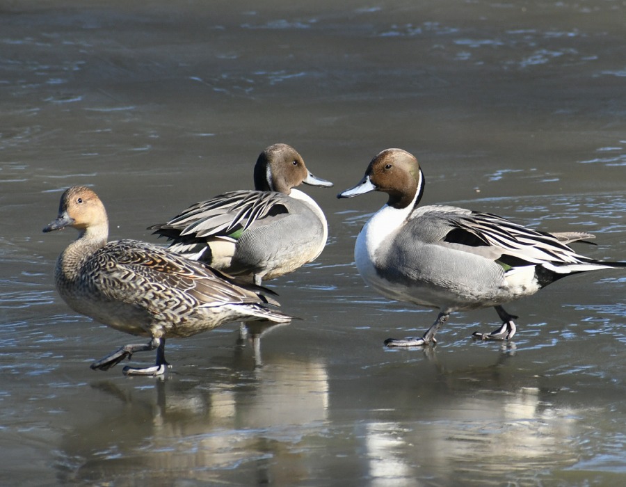 氷上を歩くオナガガモ