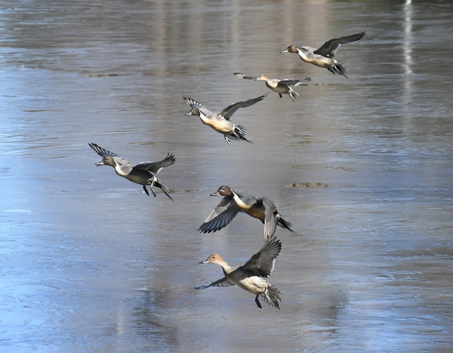 飛び立ったオナガガモ