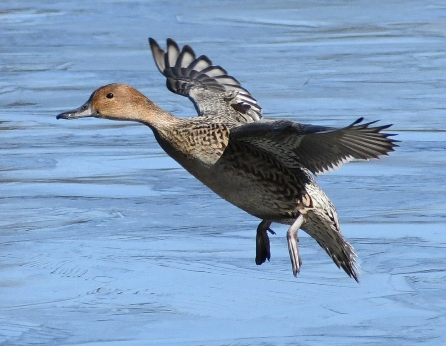 オナガガモのメス