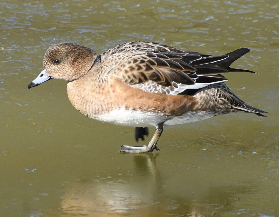 氷の上を歩くヒドリガモ