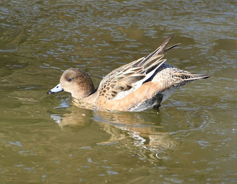 氷の上を歩くヒドリガモ
