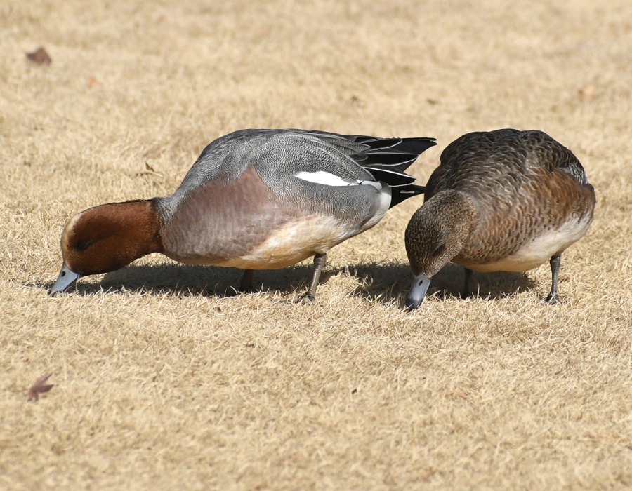 地面をつつくヒドリガモ
